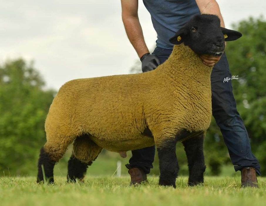 Rebanho Suffolk Inglês Registado