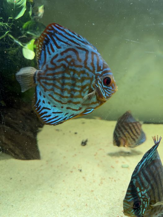Discus cardume de 6
