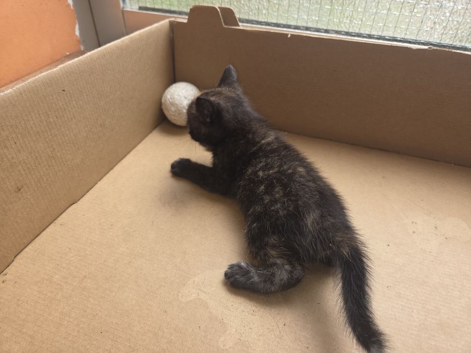Doamos 2 gatinhos bebés