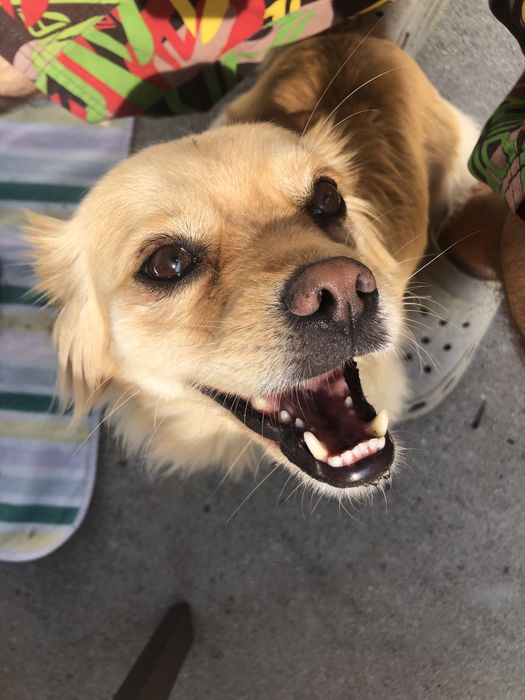 Petsitter / Estadias familiares
