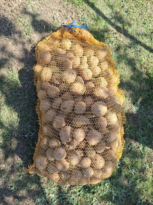 Ziemniaki sadzeniaki Red Sonia, Marabel Denar,Belaroza,