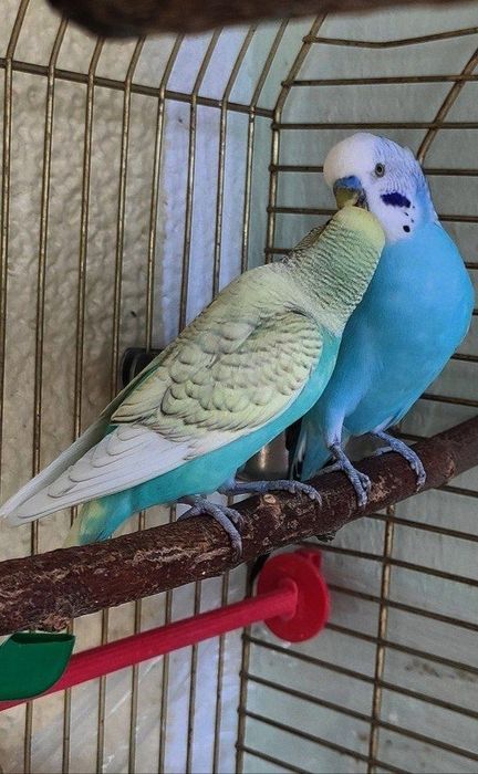 Клетки. Пара попугаев!