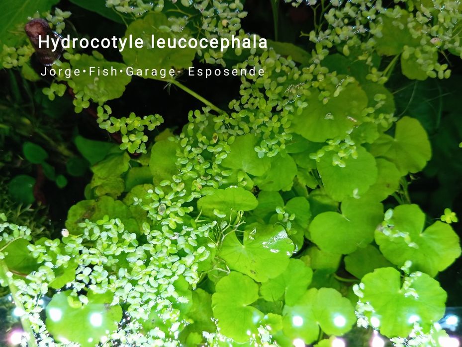 Plantas para aquário e ou lago. Enterrar, flutuantes ou prender