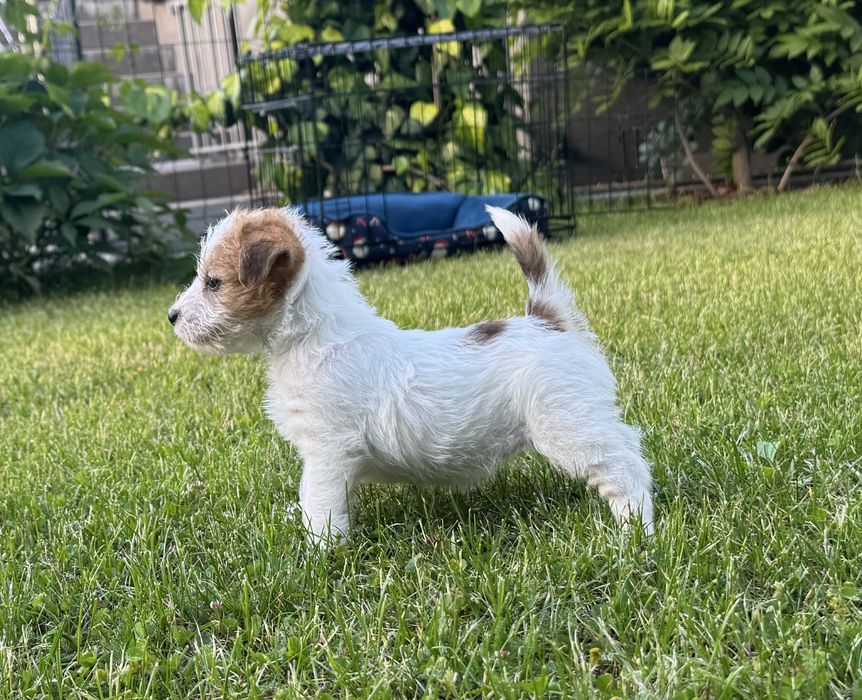 Juck Russell Terrier HODOWLA FCI ZKwP