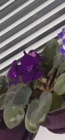 Фіалка сортова набір діток 6 шт.мікс