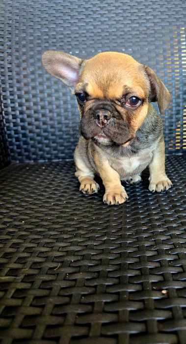 Bulldog francês Fêmea cor Sable
