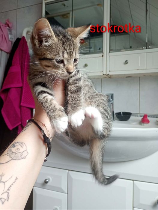 Kotki szukaja domow