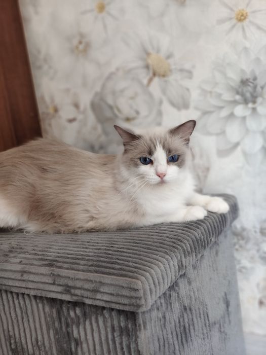 Ragdoll. Kotka. Po sterylizacji