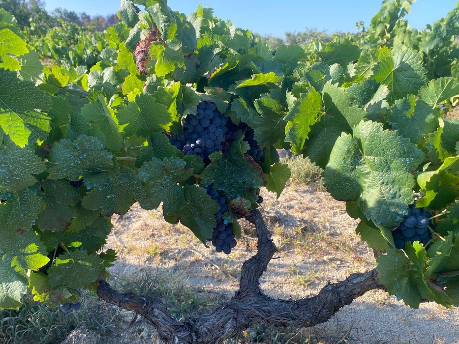 Uvas para vinho