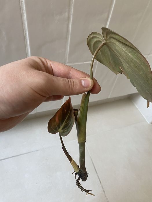 Philodendron melanochrysum  filodendron sadzonki ukorzenione