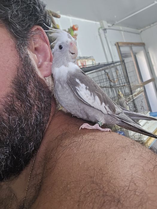 Caturra domesticadas
