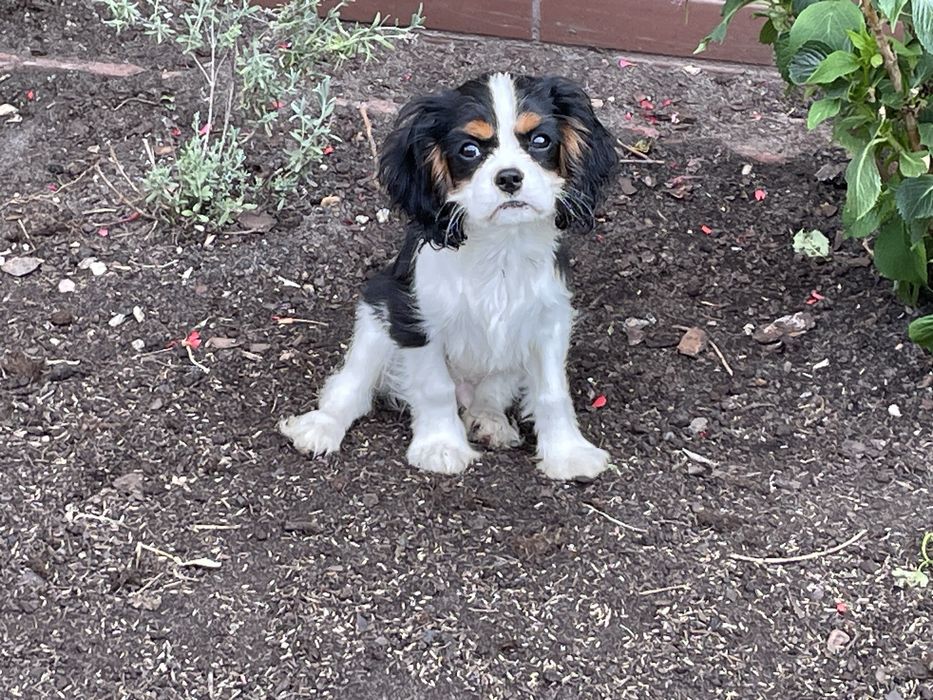 Cavalier King Charles Spaniel ZKwP - piesek
