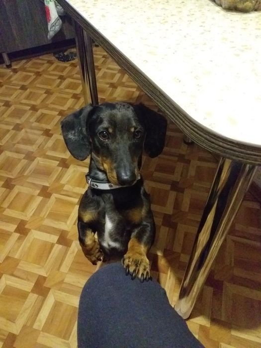 Сведу собаку Таксу мальчика