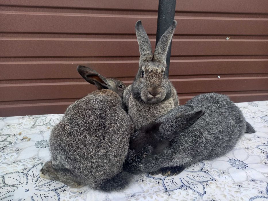 Продаю кроликів (Мікс 2-х різних порід)