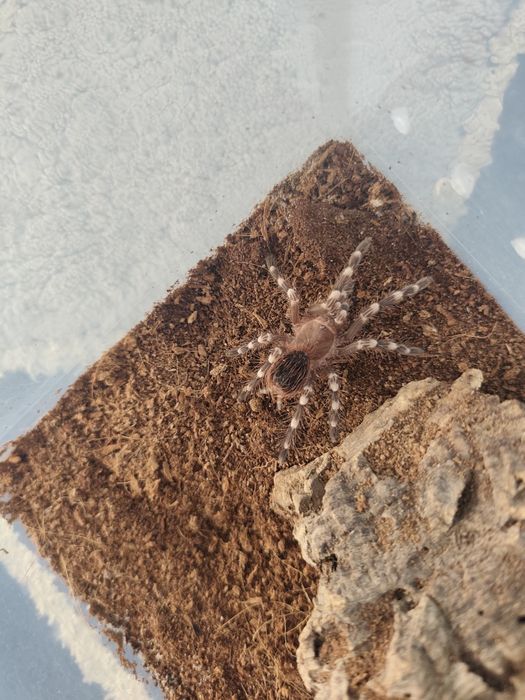 pająki –samice, samce i młode