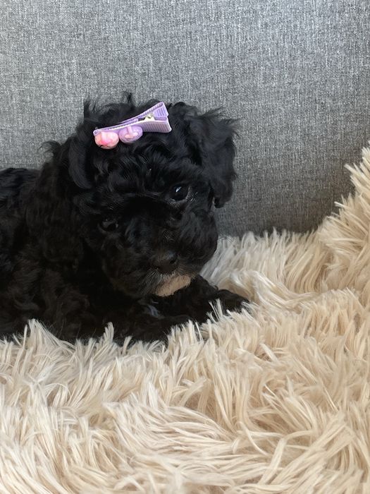 Maleńka suczka cavapoo gotowa do odbioru