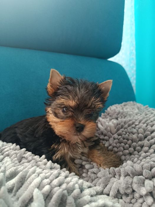 Yorkshire terrier suczka