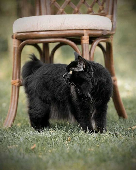 Курильський бобтейл