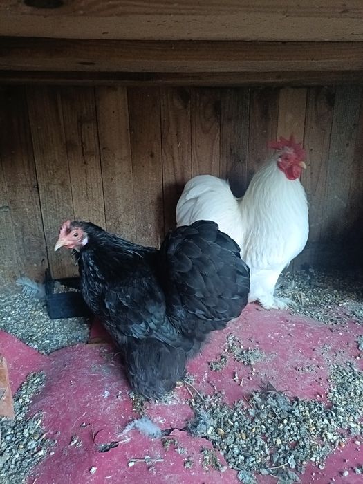 Casal de Pekin ou só o Galo