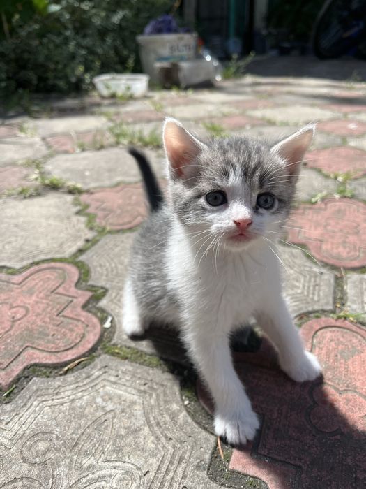 Віддаю кошенят в добрі руки!