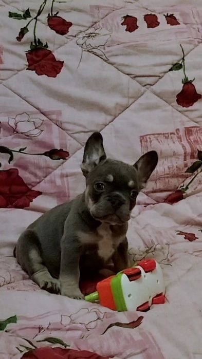 Французский бульдог