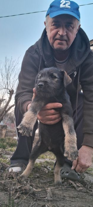 Щенок Миттельшнауцер