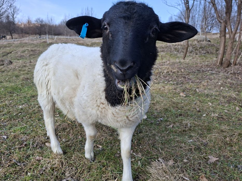 Dorper baran tryk owca