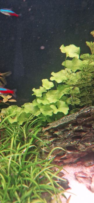 nymphoides taiwan