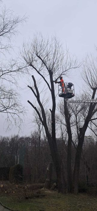 Wycinka Drzew i Podcinanie Gałęzi | Bezpiecznie i Sprawnie