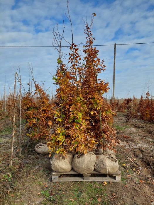 Buk gęsty na żywopłot