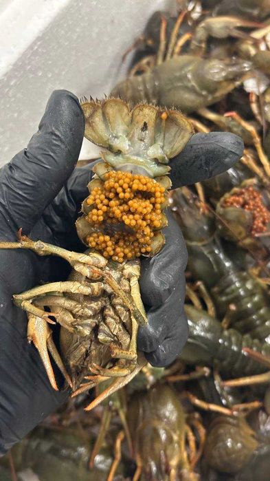 Raki błotne do Oczka Pakiet 10 samic z jajkami  Świadectwo zdr