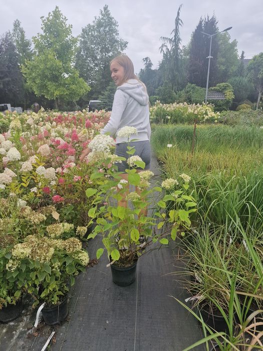 Hortensja Strong Annabelle Szkółka WEBER Kicin