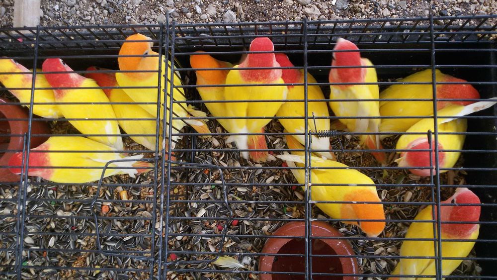 Rosicollis Agapornis