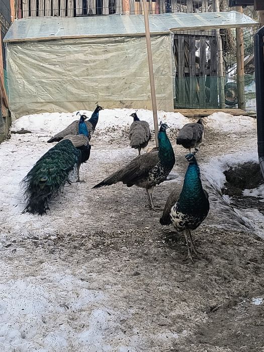 Pawie indyjskie samce