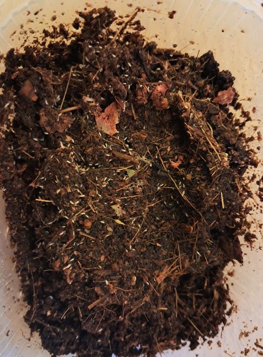 Skoczogonki  około 200 szt