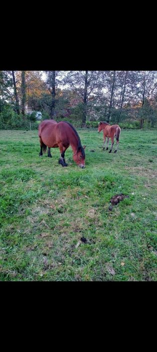 Sprzedam klacz w typie pkz