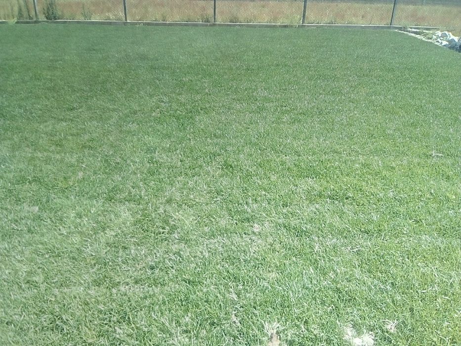 Relvado tapete natural relva