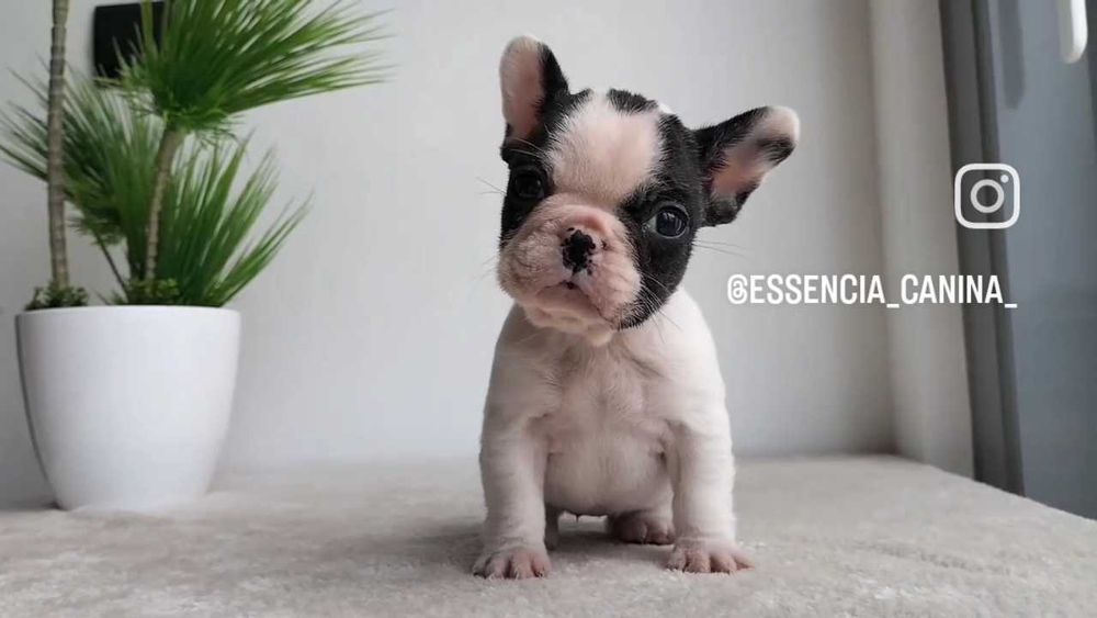 Bulldog Francês Fêmea com LOP e Afixo