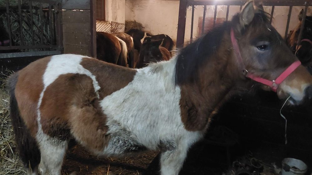 Ogier huculski Roczny