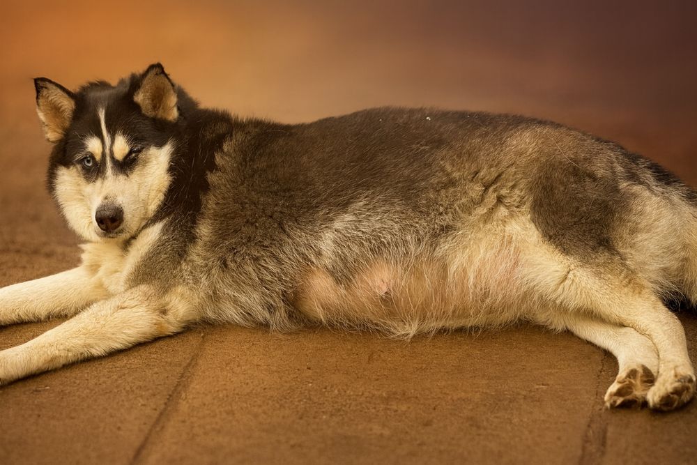 Syberian husky piesek