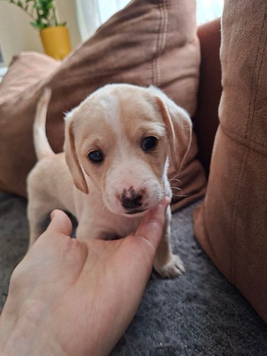 Таксики в добрі руки