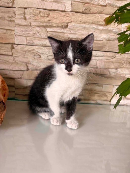 Kociaki do adopcji !!! (opis)
