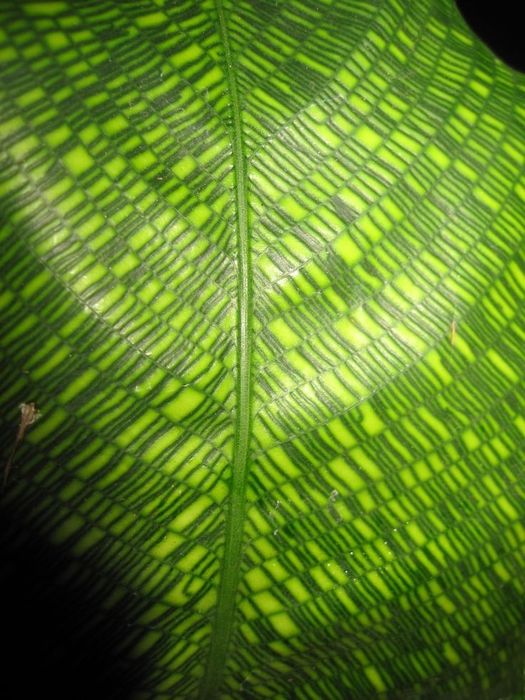 Калатея Нетворк  Мозаичная