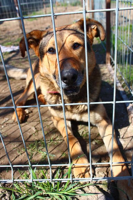 Sergiusz - w typie Owczarek niemiecki; inteligentny i przytulaśny