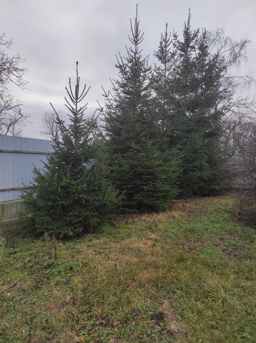 Продам ялинки...