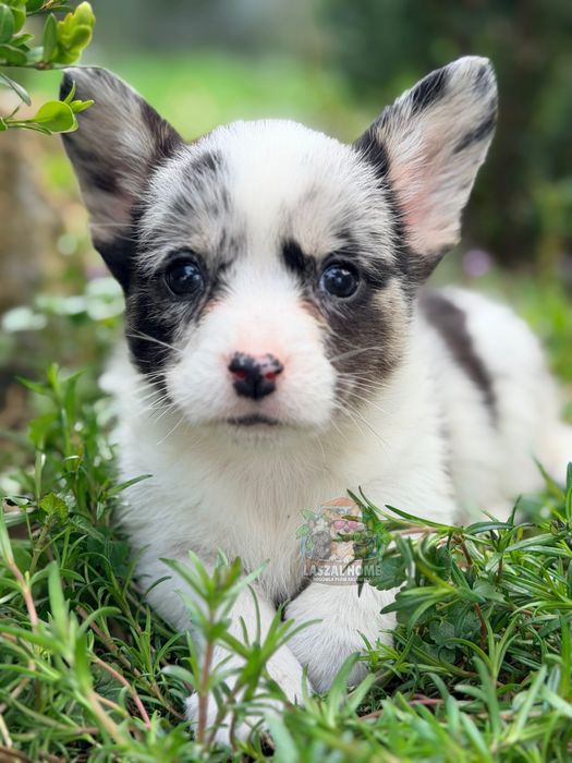 Welsh Corgi Cardigan suczka dziewczynka