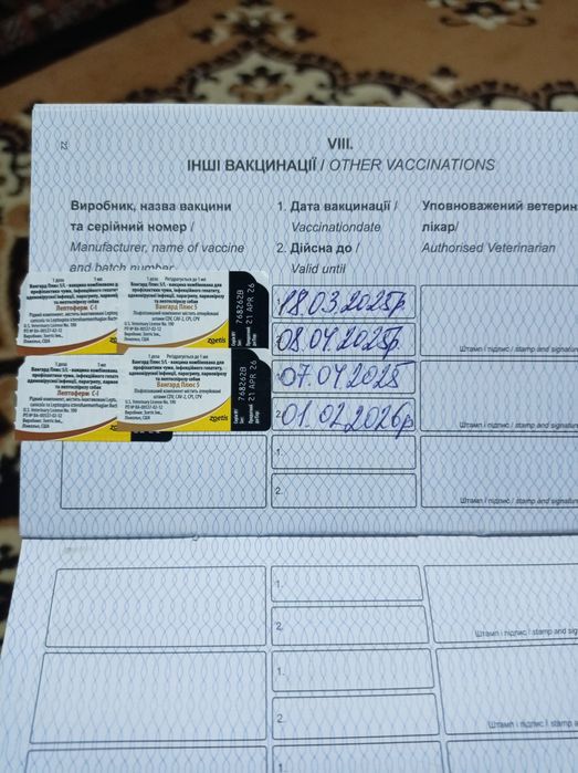Продам вівчарку 1.7 рік і сім місяців( хлопчик )