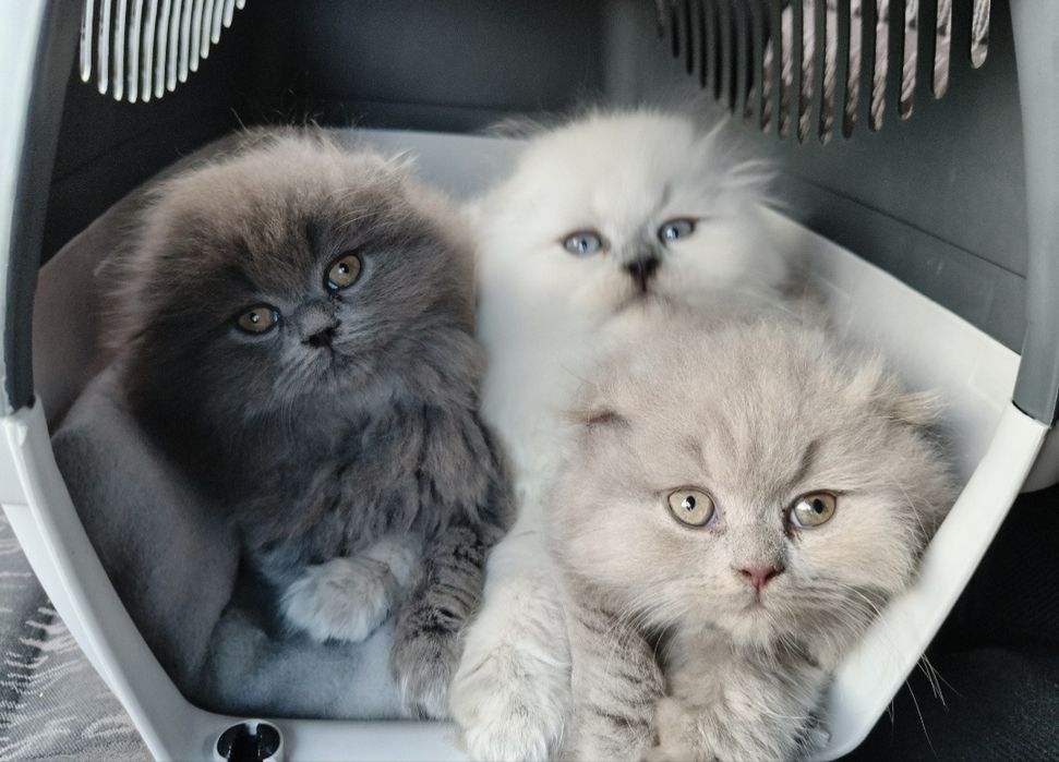 Шотландські котята (Scottish Highland Fold)