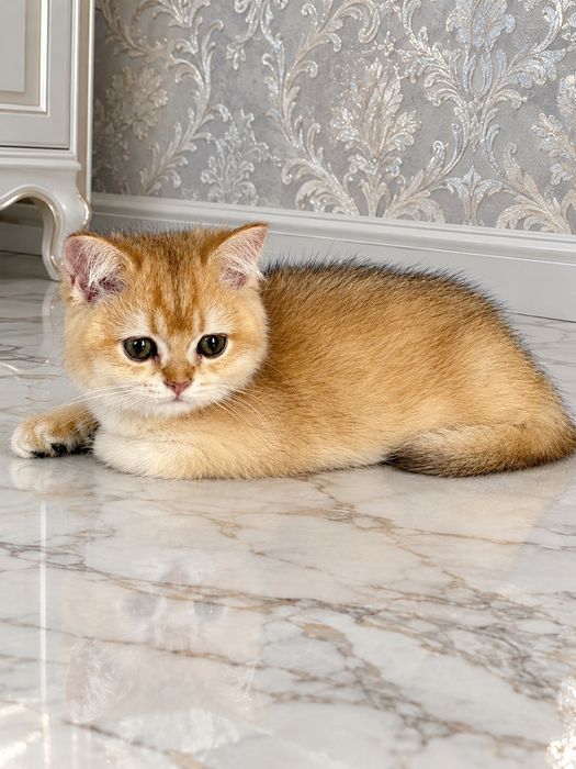 Британська золота шиншилла