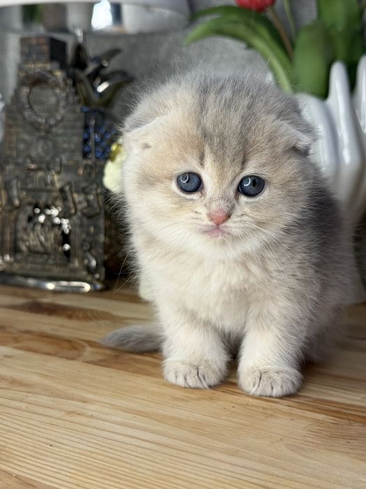 Золотая шиншилла